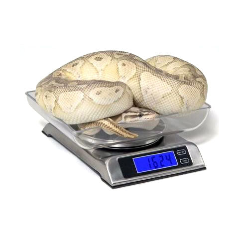 2000g Reptile Digital Scale – Groveland Gecko