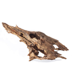 Galapagos Hollow Tree Root