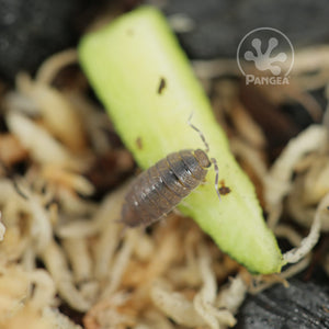 Porcellionides pruinosus 'Powder Blue' Isopods