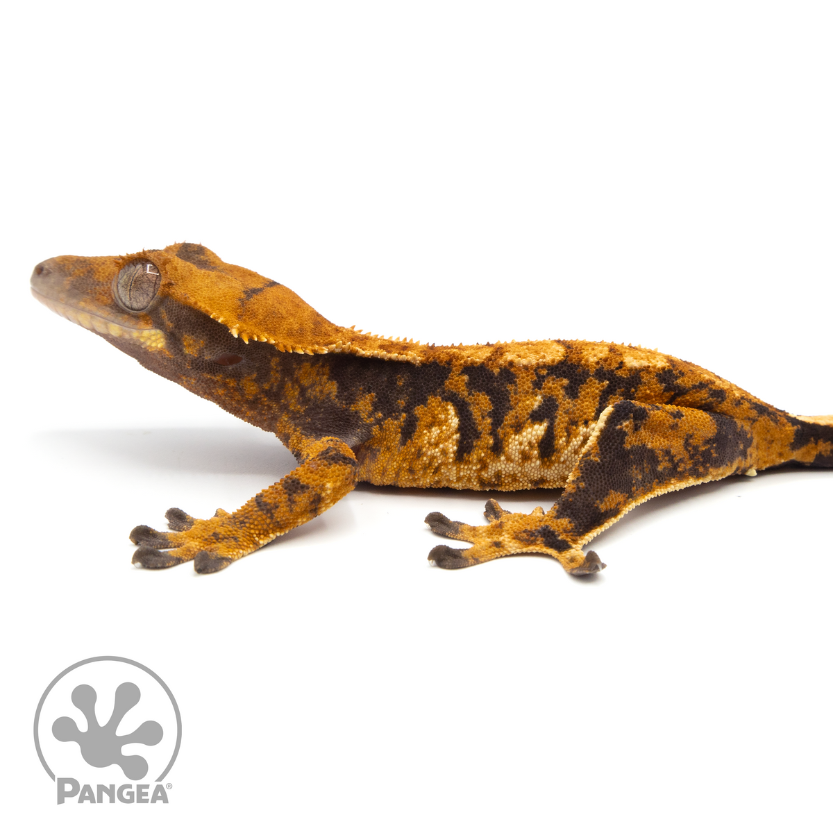 Juvenile XXX Crested Gecko | Pangea Reptile | Cr-1330 - Pangea Reptile LLC