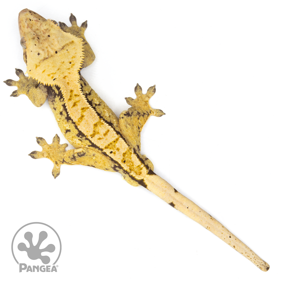 Male Reverse Pinstripe Crested Gecko | Pangea Reptile | Cr-1444 ...