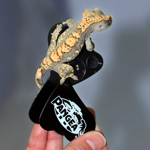 Pangea 30x-60x Gecko Sexing Loupe - with gecko.