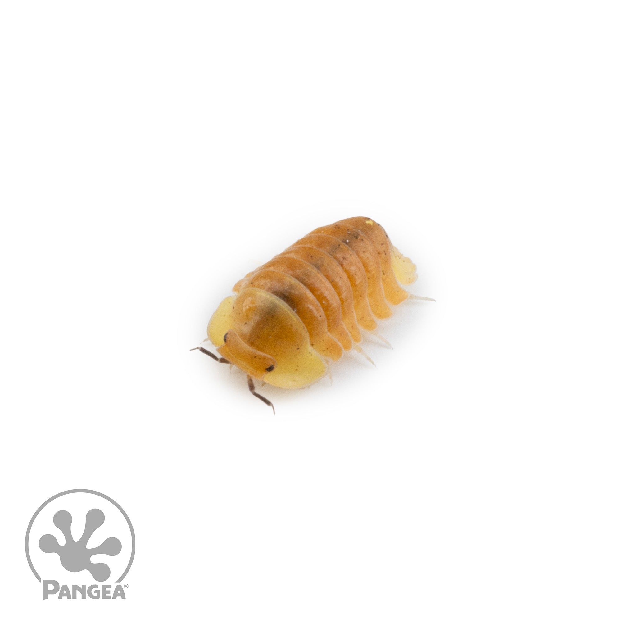 Cubaris sp.  ‘Blonde Rubber Ducky’ Isopods
