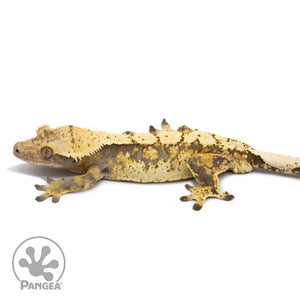 Betty White X Cold Fusion Male Crested Gecko CF-02 facing left