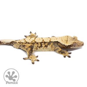 Betty White X Cold Fusion Male Crested Gecko CF-02 facing right