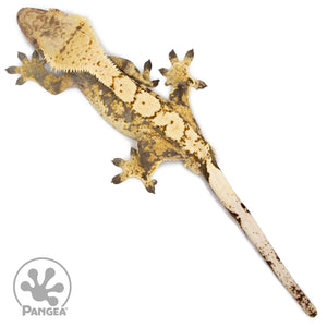 Betty White X Cold Fusion Male Crested Gecko CF-02 from above