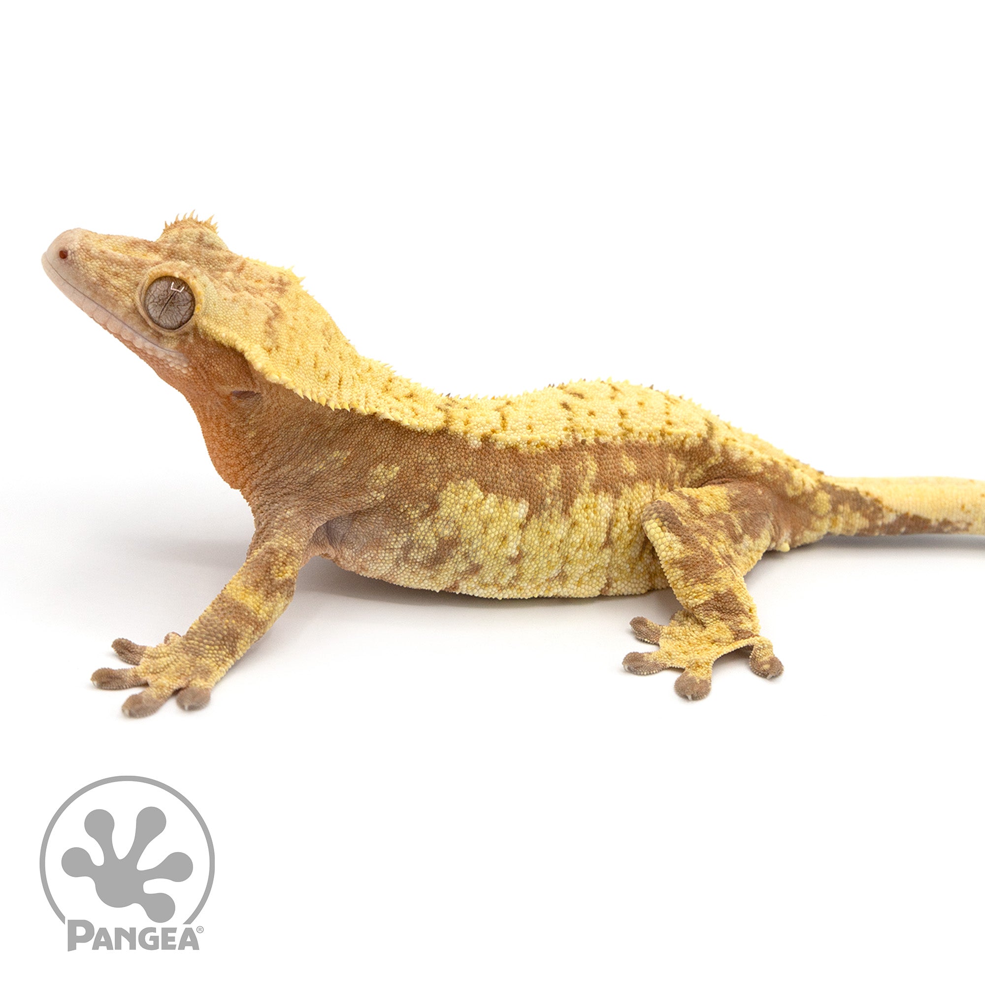 Female Red Extreme Harlequin Crested Gecko Cr-1015 facing left