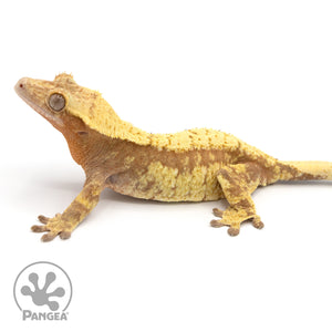 Female Red Extreme Harlequin Crested Gecko Cr-1015 facing left