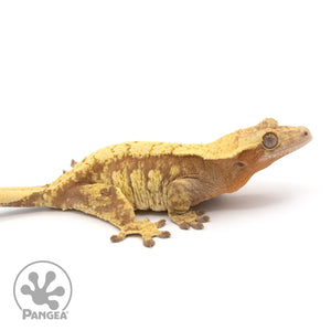 Female Red Extreme Harlequin Crested Gecko Cr-1015 facing right