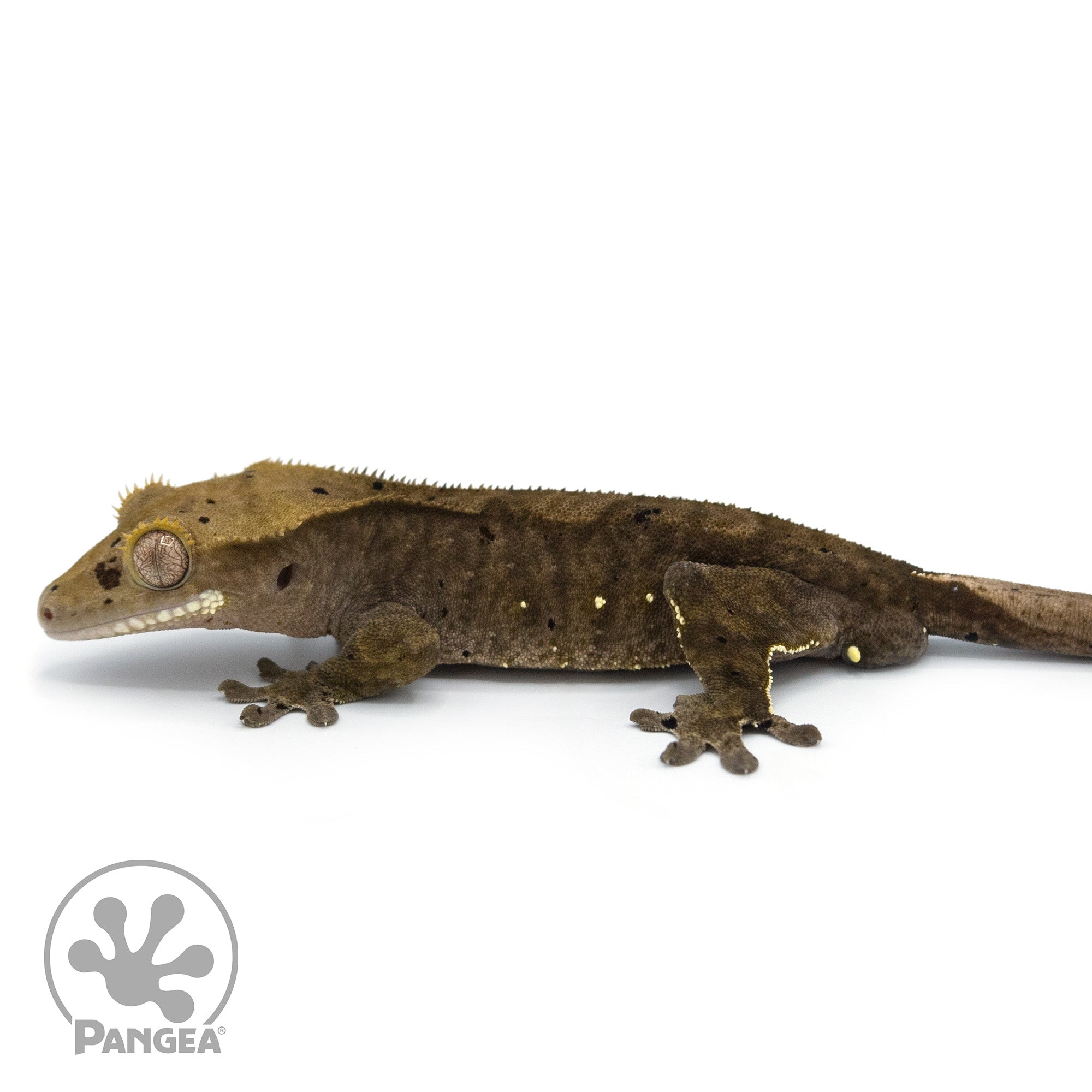 Male Dark Dalmatian Crested Gecko Cr-1049