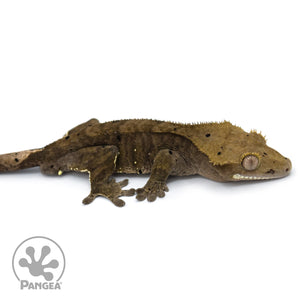 Male Dark Dalmatian Crested Gecko Cr-1049