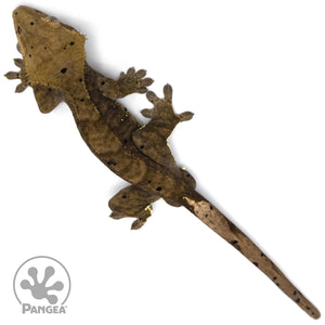 Male Dark Dalmatian Crested Gecko Cr-1049