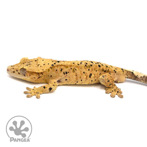 Male Super Dalmatian Crested Gecko Cr-1060 facing left