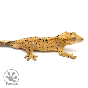 Male Super Dalmatian Crested Gecko Cr-1060 facing right