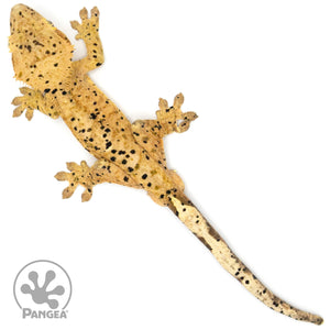 Male Super Dalmatian Crested Gecko Cr-1060 from above