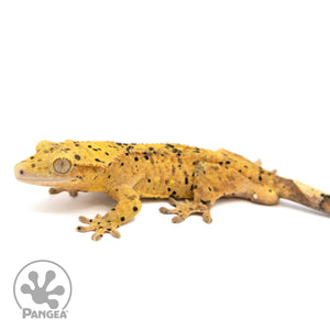 Male Super Dalmatian Crested Gecko Cr-1061 facing left