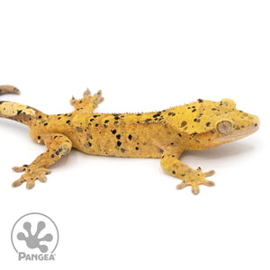 Male Super Dalmatian Crested Gecko Cr-1061 facing right