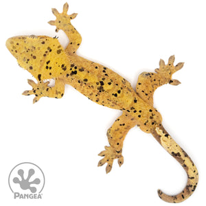 Male Super Dalmatian Crested Gecko Cr-1061 from above