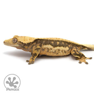 Female Quadstripe Crested Gecko Cr-1139 facing left