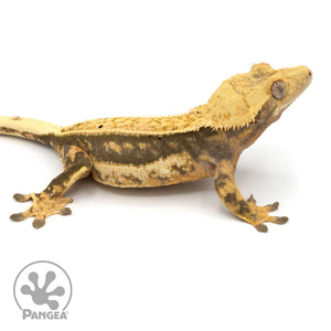 Female Quadstripe Crested Gecko Cr-1139 facing right