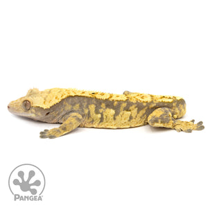 Male Extreme Harlequin Crested Gecko Cr-1162 facing left