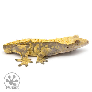 Male Extreme Harlequin Crested Gecko Cr-1162 facing right