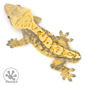 Male Extreme Harlequin Crested Gecko Cr-1162 from above