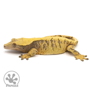 Female XXX Crested Gecko Cr-1187 facing left