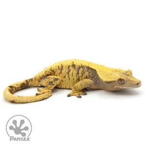 Female XXX Crested Gecko Cr-1187 facing right