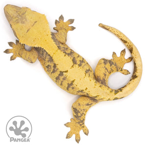 Female XXX Crested Gecko Cr-1187 from above