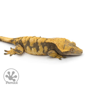 Female Extreme Harlequin Crested Gecko Cr-1189 facing right