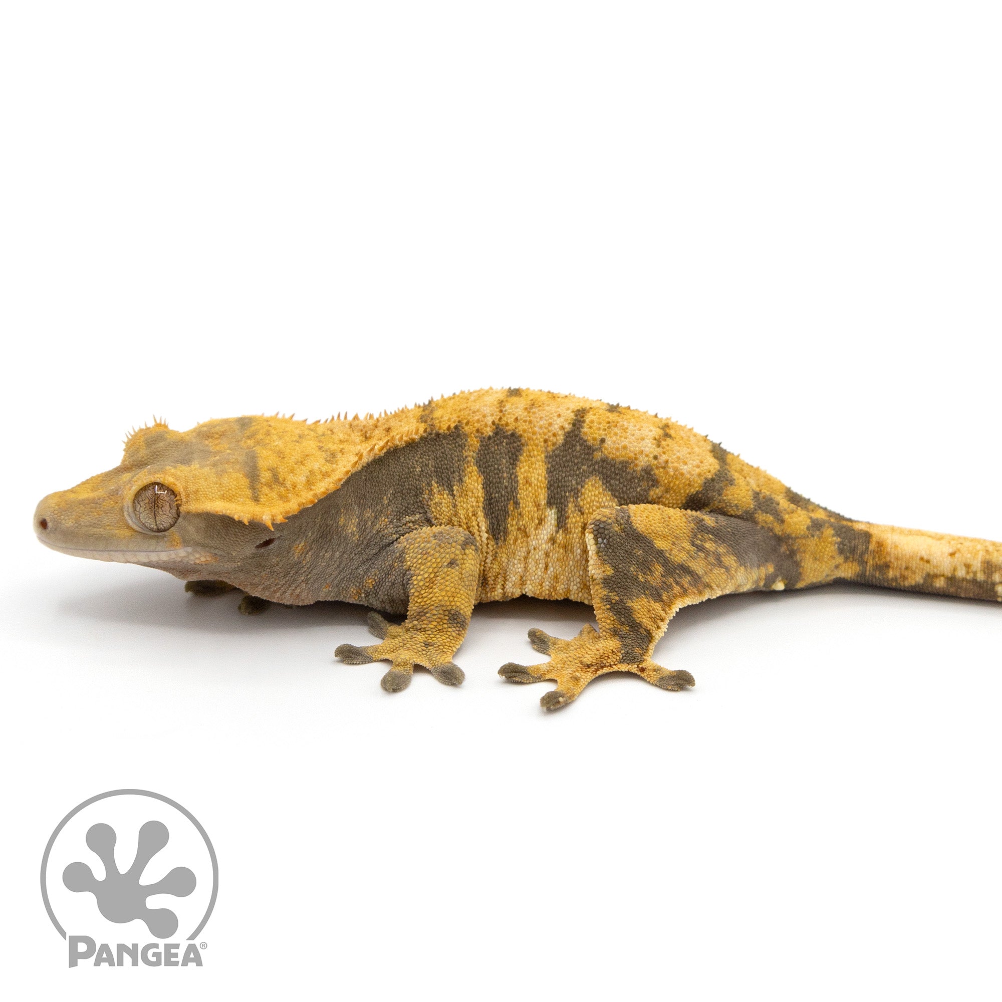 Female Extreme Harlequin Crested Gecko Cr-1189 facing left