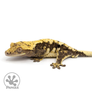 Male Harlequin Dalmatian Crested Gecko Cr-1224 facing left