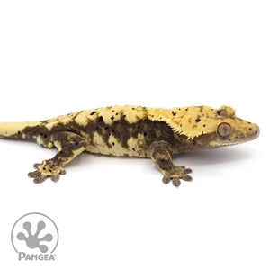 Male Harlequin Dalmatian Crested Gecko Cr-1224 facing right