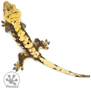 Male Harlequin Dalmatian Crested Gecko Cr-1224 from above