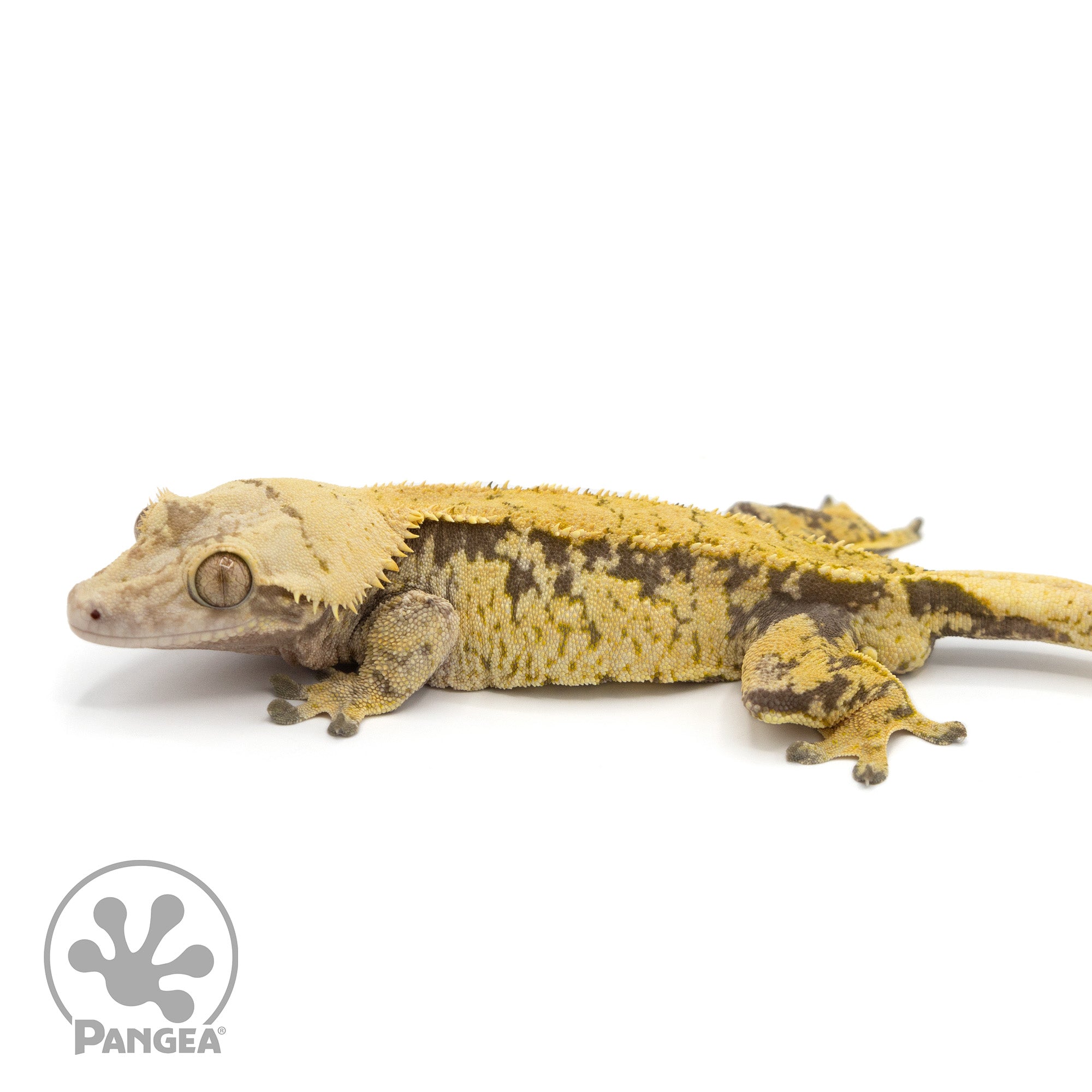 Male XXX Crested Gecko Cr-1226 facing left