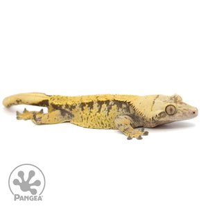 Male XXX Crested Gecko Cr-1226 facing right