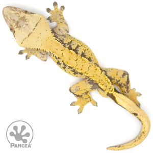 Male XXX Crested Gecko Cr-1226 from above