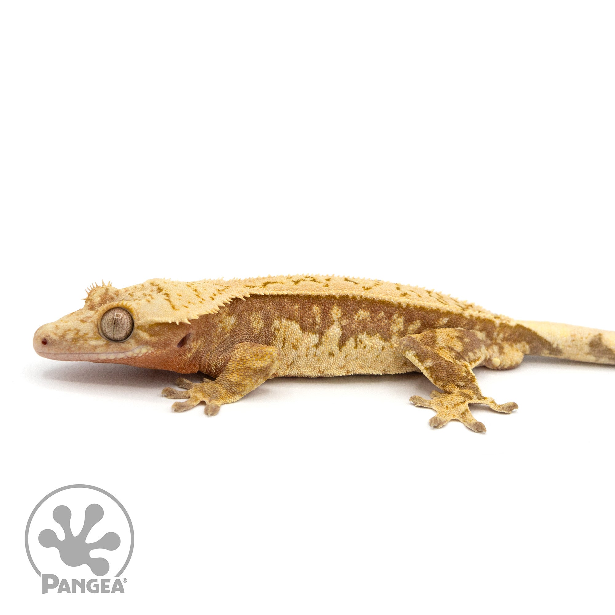 Male Red Harlequin Crested Gecko Cr-1228 facing left