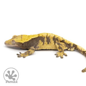 Male XXX Crested Gecko Cr-1229 facing left