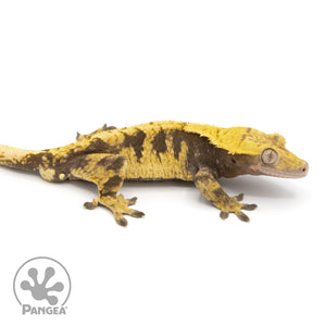 Male XXX Crested Gecko Cr-1229 facing right