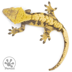 Male XXX Crested Gecko Cr-1229 from above