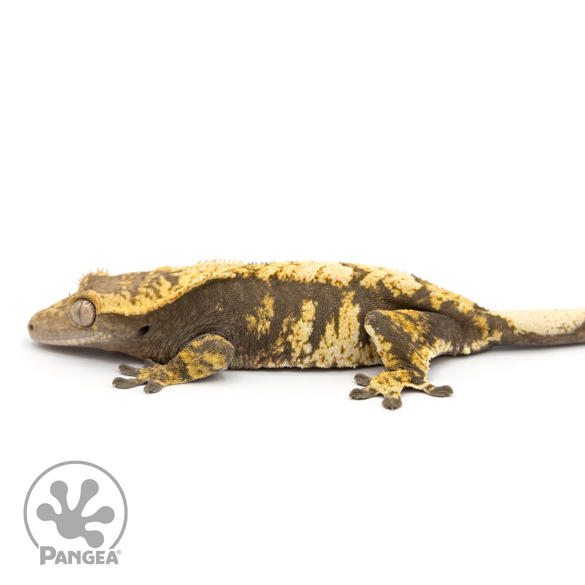 Female Extreme Harlequin Crested Gecko Cr-1235 facing left