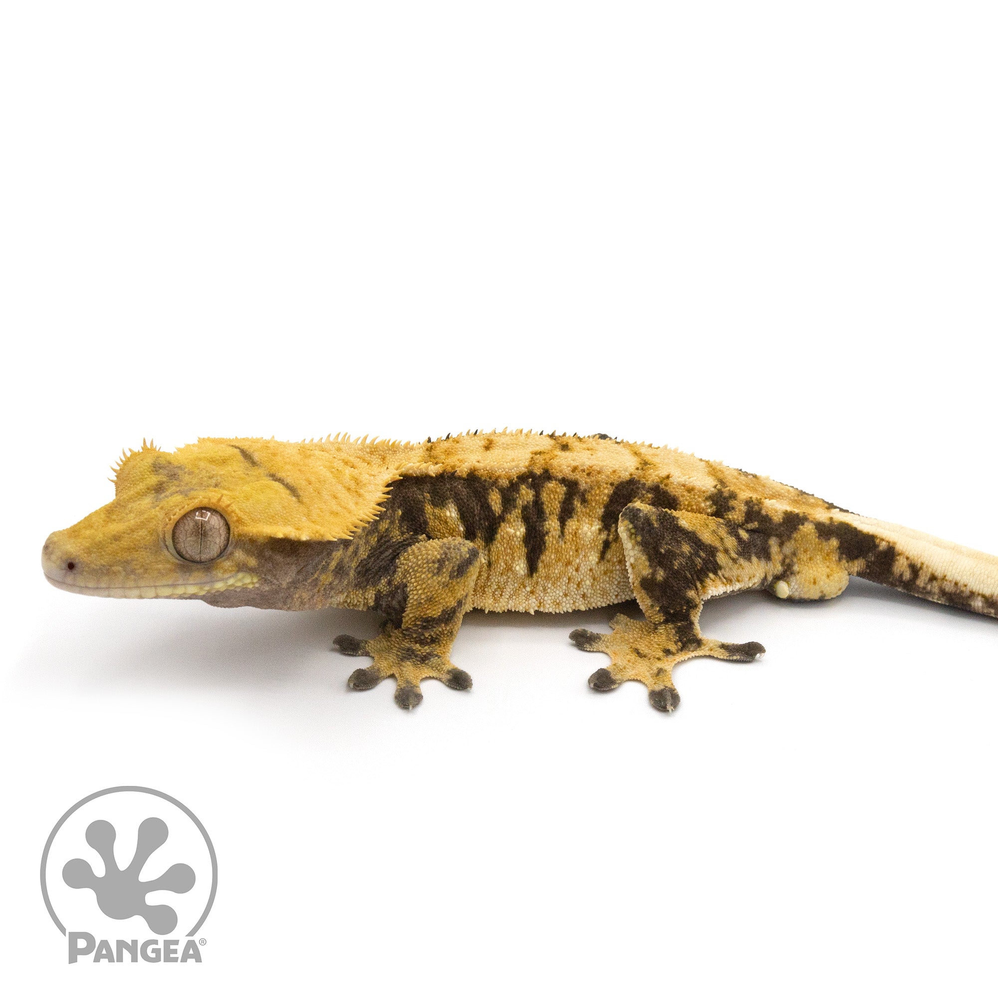 Male Tricolor XXX Crested Gecko Cr-1273 facing left