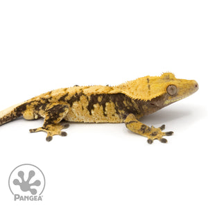 Male Tricolor XXX Crested Gecko Cr-1273 facing right