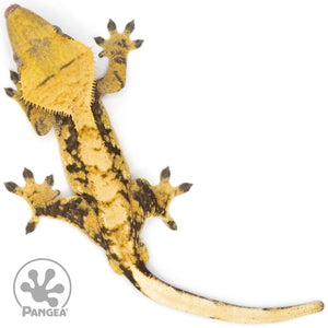 Male Tricolor XXX Crested Gecko Cr-1273 from above