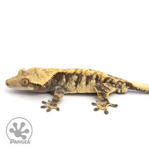 Male XXX Crested Gecko Cr-1275 facing left