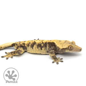 Male XXX Crested Gecko Cr-1275 facing right