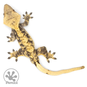 Male XXX Crested Gecko Cr-1275 from above