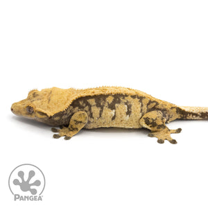 Female XXX Crested Gecko Cr-1280 facing left